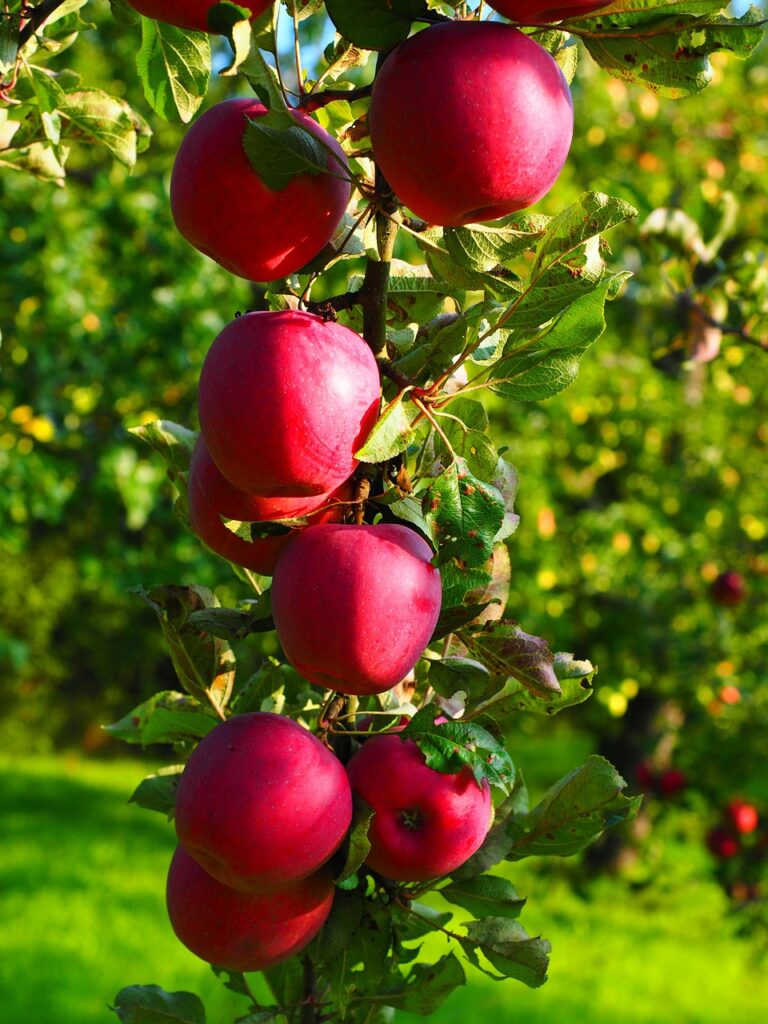 apples, apple tree, fruit, red, fresh, healthy, vitamins, orchard, apple tree, apple tree, apple tree, apple tree, apple tree